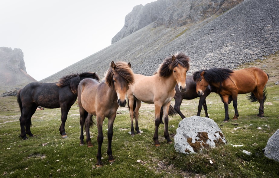 Rid islandshäst i Sverige med Live it, upplevelsepresenter för alla